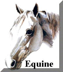 Equine Gallery